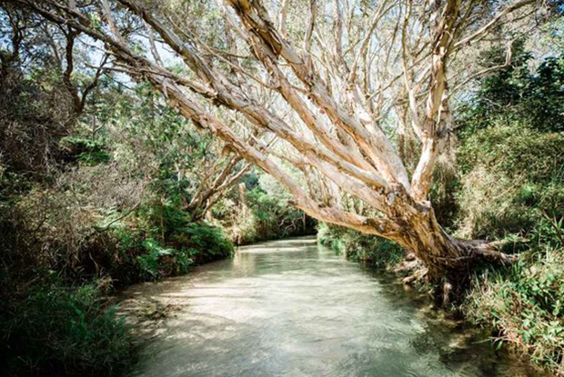 Eli Creek